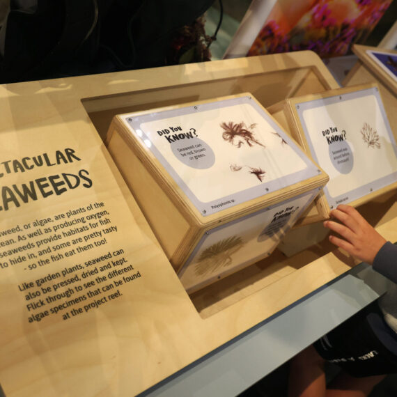 Interactive marine education display at Exploratorium